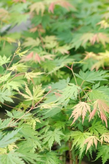 Клен ложнозибольдів Арктік Джейд / Клен псевдозибольдів Арктік Джейд|Acer pseudosieboldianum ’Arctic Jade’|Клен ложнозибольдов Артик Джейд / Клен псевдозибольдов Арктік Джейд